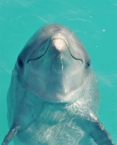 delfinul ca mesager de dragoste